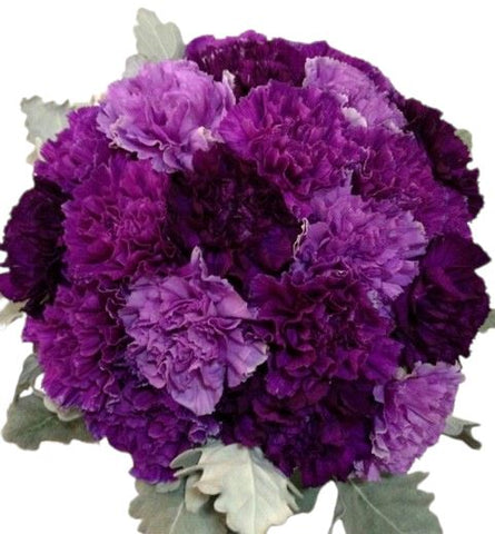 A Bouquet of Carnations in Shades of Purple