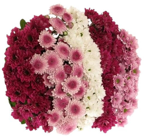 A Bouquet of Santini Chrysanthemums from Pink to Burgundy