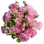 Amazing Bouquet of Pink Ranunculus and Helleborus