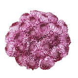 Amazing Purple Paars Chrysanthemum Bouquet