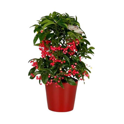 Ardisia Crenata in Ceramic Pot