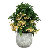 Ardisia Crenata in Ceramic Pot