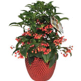 Ardisia Crenata in Ceramic Pot