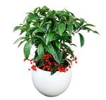 Ardisia Crenata in Ceramic Pot