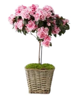 Azalea Tree in Woven Basket