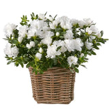 Basket of Azalea Plant