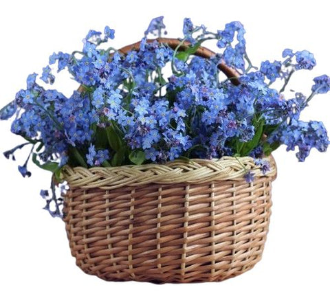 Basket of Blue Forget Me Not