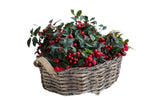 Basket of Glautheria Big Berry