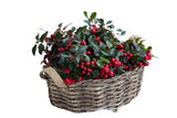 Basket of Glautheria Big Berry