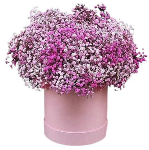 Beautiful Pink Shades Gypsophila Box