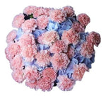 Blue Hydrangea with Carnations Bouquet