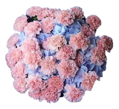 Blue Hydrangea with Carnations Bouquet