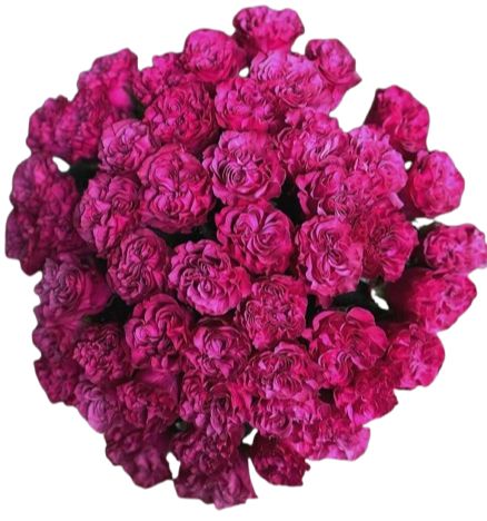 Bouquet of Cerise Carnations