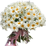 Bouquet of Daisies with Gypsophila