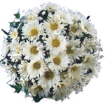 Bouquet of Daisies with Gypsophila