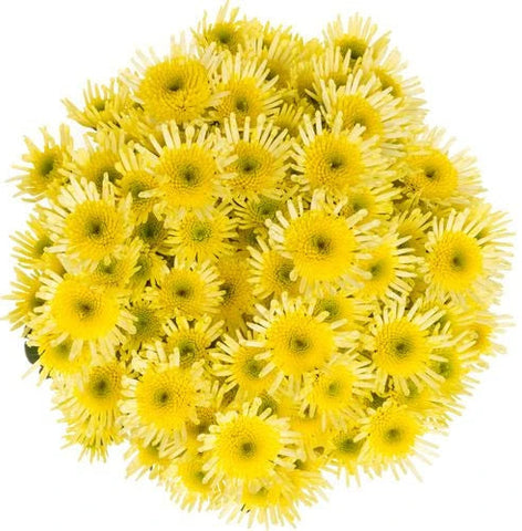 Bouquet of Delianne Yellow Chrysanthemum