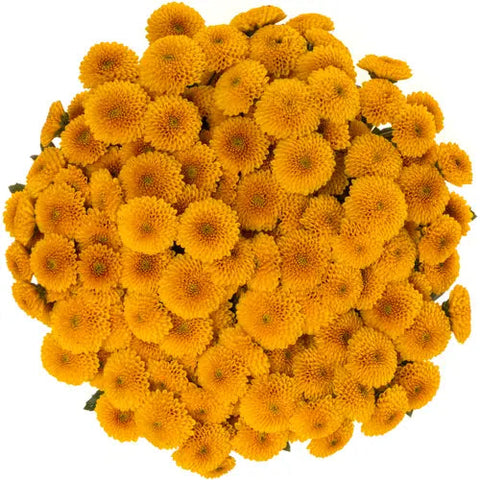 Bouquet of Orange Santini Chrysanthemum