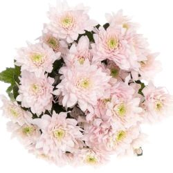 Bouquet of Pastela Rose Chrysanthemum