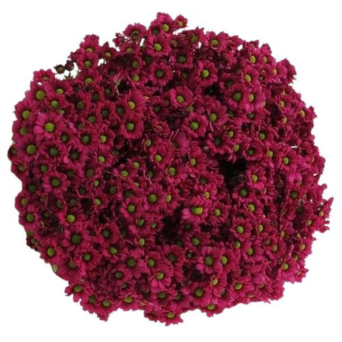 Bouquet of Red Daisy Santini Chrysanthemum