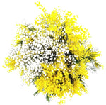 Bouquet of Scented Mimosa and Gypsophila