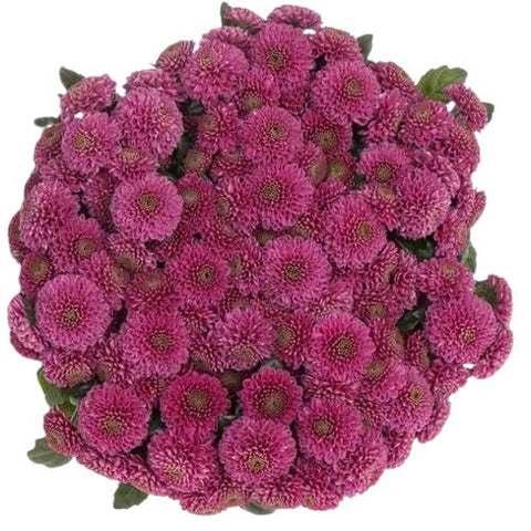 Bouquet of Vivid Cerise Santini Chrysanthemum