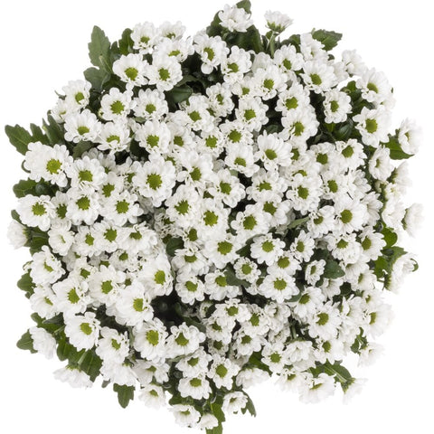 Bouquet of White Santini Chrysanthemum