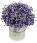 Box Of Deep Purple Gypsophila