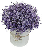 Box Of Deep Purple Gypsophila