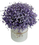 Box Of Deep Purple Gypsophila