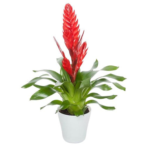 Bromelia in Ceramic Pot