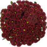 Burgundy Santini Chrysanthemum Bouquet