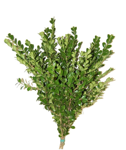 Buxus Sempervirens