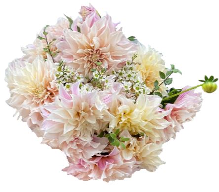 Cafe au Lait Dhalia Bouquet with Wax Flowers