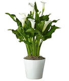 Calla Lily Ceramic Pot