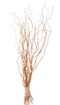 Carly Willow - Salix Golden Curls: A Stunning Garden Accent