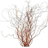 Carly Willow - Salix Golden Curls: A Stunning Garden Accent