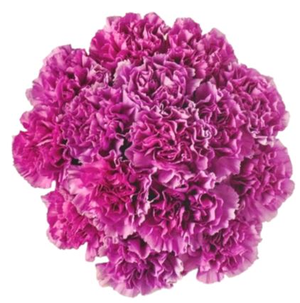 Cerise Carnations Bouquet