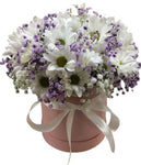 Charming Daisy Chrysanthemum with Gypsophilum Box