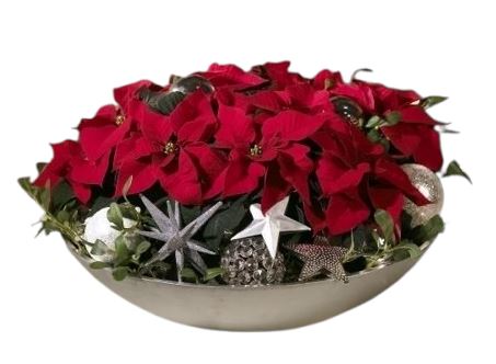 Chrismas Gorrgeous Poisenttia Arrangement