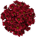 Chrysanthemum Daisy Red Bouquet