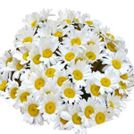 Classic Daisies Bouquet