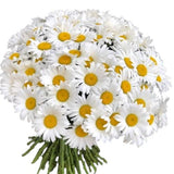 Classic Daisies Bouquet