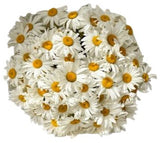 Classic Daisies Bouquet