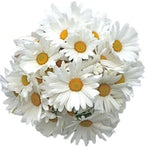 Classic Daisies Bouquet