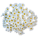 Classic Daisies Bouquet