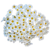 Classic Daisies Bouquet