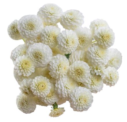 Classic White Dahlia Bouquet