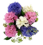 Colored Hyacinths in a Box