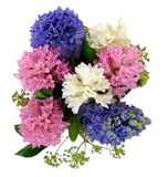 Colored Hyacinths in a Box