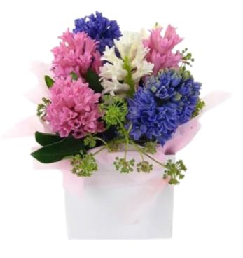 Colored Hyacinths in a Box